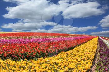 Huge fields of garden buttercups /ranunculus/  ripened for harvesting. Sunny spring day in the south of Israel