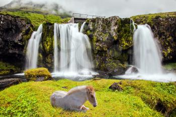 Icelandic white horse rested in the tall grass. Cascade falls Kirkjoufellfoss at the mountain Kirkjoufell. Summer in Iceland. Concept of exotic and extreme tourism