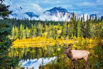 The red deer with branchy horns has a rest at the lake among grass. Warm autumn day in park Jasper, the Rocky Mountains of Canada