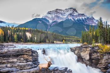 The waters of a melting mountain glacier feed the seething waterfall of Athabasca. The red deer on the waterfall. Travel to Jasper Park, Canada. The concept of extreme and ecological tourism