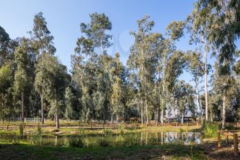 The picturesque park surrounds Lake Hula. The reserve of migratory birds Hula in the Upper Galilee