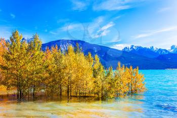 Aspen groves are flooded with an artificial Abraham Lake. Rocky Mountains of Canada. The concept of active and ecological tourism