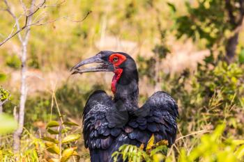 Major scenic Southern Hornbill. Sunny day in the Kruger National Park, South Africa