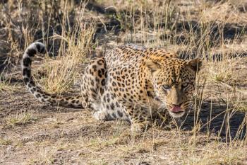 Large predator in the wild savannah. African spotted leopard licking after feeding. Travel to Namibia. The concept of exotic and extreme tourism