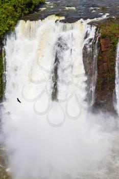 The most full-flowing waterfalls Iguazu. Andean condors fly in the water dust. Concept of active and extreme tourism. Huge complex of waterfalls Iguazu on the border of three countries