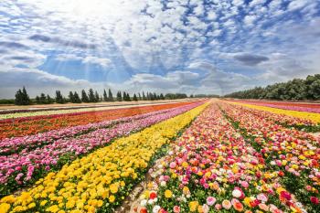 Flower kibbutz near Gaza Strip. The sun's rays shine from clouds. Spring flowering buttercups