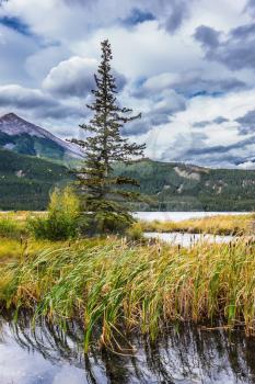 Magnificent journey through the Rocky Mountains of Canada. Shallow-water lakes overgrown with marsh grass. Concept of active and ecological tourism