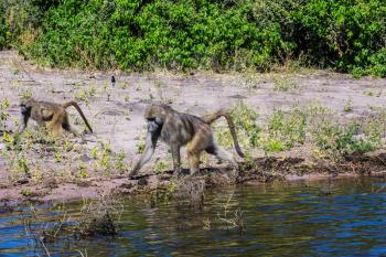 Botswana, Chobe National Park on the Zambezi River. Couple monkey - baboon looking for food on the River