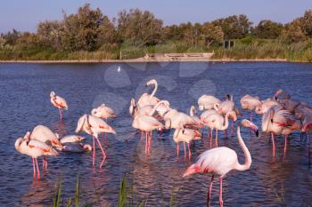 Evening in the National Park of Camargue,  France. Large flock of pink flamingos. Exotic birds roost at sunset