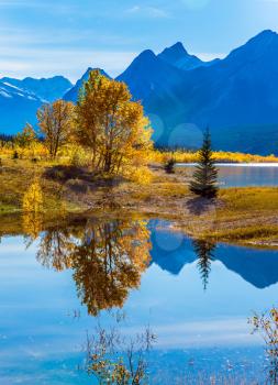 Sunny autumn day in the Rocky Mountains of Canada. The concept of ecological and active tourism. The artificial Abraham lake reflects light cirrus clouds and trees