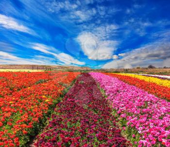Magnificent kibbutz field with blossoming buttercups  - ranunculus of different colors. Spring flowering buttercups