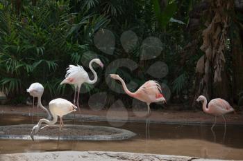 Magnificent Andean flamingos. A picturesque bird in the South American zoo of exotic tropical birds