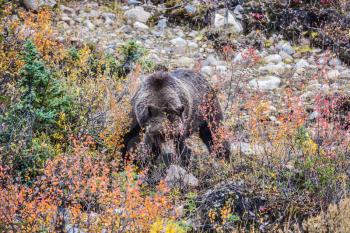 Big brown bear looking for nuts, roots, tubers and stems of grasses. Autumn forest in Jasper National Park, Canada