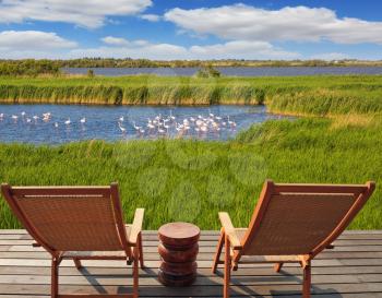   Park Camargue in delta of Rhone.  Flock of pink flamingos in the shallow lake. Comfortable lounge chairs on wooden platform for rest and  birdwatching