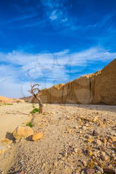Stone desert near the seaside resort of Eilat. The route starts in the scenic Black Canyon. Bizarrely dried curved wood