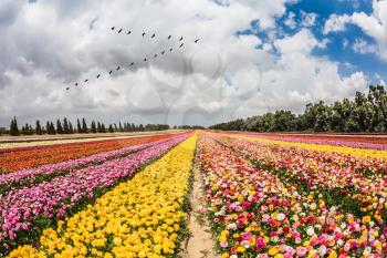  Spring flowering buttercups. Over the field flying flock of migratory birds. Flower kibbutz near Gaza Strip