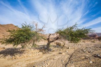 Acacia, lightning split into two parts. The stone desert in neighborhood of the sea resort of Eilat
