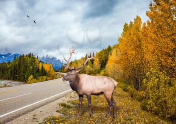 Deer with branched horns near the road. Travel to the Rockies of Canada. The road 93 Icefields Parkway. The concept of active tourism 
