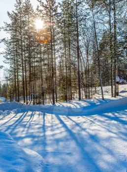  Sunset in the winter forest. Snowy Christmas day. Travel to Lapland to Santa Claus. The concept of exotic and extreme travel