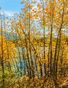 Rocky Mountains of Canada. The flooded coastal aspen grove. Picturesque turquoise Abraham Lake in a flood. The concept of active and ecological tourism