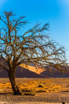 Little tree in the desert. Sunset in the Namib Desert, the oldest in the world. The concept of extreme and exotic tourism  Namibia, South Africa