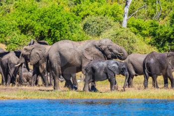 The concept of exotic and active tourism. Large herd of African elephants at the watering. River Okavango, Botswana, Chobe National Park