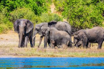 The concept of active and exotic tourism. Elephants are located on the river bank Watering in the Okavango Delta. Chobe National Park in Botswana