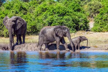 Herd of African elephants crossing river in shallow water. Watering in the Okavango river. Chobe National Park in Botswana