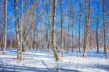  Long shadows on the snow in the aspen grove. The concept of extreme and ecotourism. Bright winter frosty day in Lapland