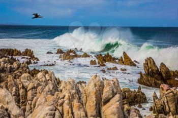  Cormorant flies over the water. Powerful ocean surf is beating against a rocky shore. Boulders Penguin Colony in the Table Mountain National Park, South Africa. The concept of ecotourism