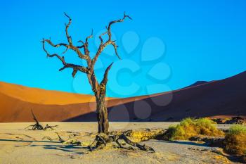 Namib-Naukluft National Park. The bottom of a dry lake with dry trees. The long shadows of the evening sunset