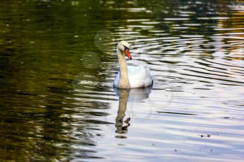 Lonely white swan swims and reflects in the smooth water. Quiet picturesque lake in Northern Italy. Spring high water. Concept of cultural and ecological tourism