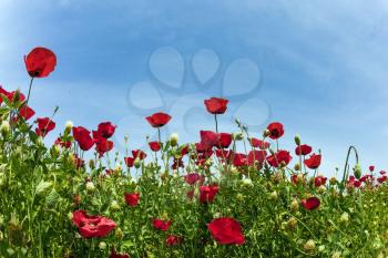 Light clouds in the  sky. Magnificent wildflowers - red anemones. Early spring in Israel. Concept of ecological and rural tourism