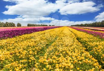 Cumulus clouds fly in the blue sky. The huge field of spring garden buttercups. Stripes of yellow, purple and red flowers. Concept of rural and ecological tourism