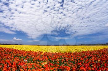 Light cirrus clouds portend a warm day. The magnificent blossoming fields of garden buttercups.  Concept of rural tourism and agrotourism