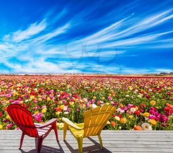  Convenient red and yellow plastic chairs for relaxation stand next to the flower field. Farmer field for cultivation of garden buttercups. Concept of rural and ecological tourism