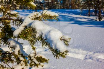 Snowy winter in the Arctic. Lapland. On a pine branch there is a big snowdrift. The concept of active and extreme tourism