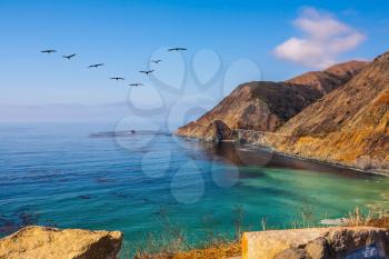 California State Route 1, USA. The flock of cranes flying over the ocean bay with emerald water
