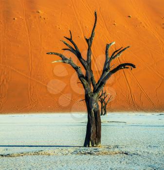 Orange dune and dried trees. Evening. The bottom of dried lake Deadvlei. Ecotourism in Namib-Naukluft National Park, Namibia