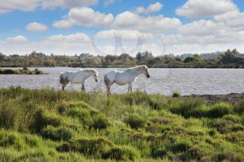 Pair of white horses grazing in a meadow near the lake. Summer evening in the Camargue national park. Rhone Delta, Provence
