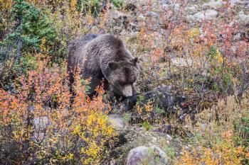  Big brown bear looking for berries and acorns. Autumn forest in Jasper National Park