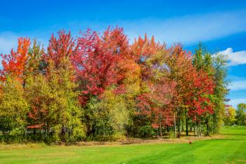 Indian summer in the French Canada.  Multi-color trees are beautifully allocated against the background of the blue sky