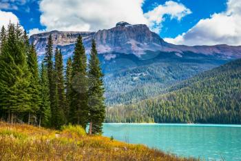 The lake surrounded by a coniferous forest. Magic Emerald Lake in Yoho National Park, Rocky Mountains