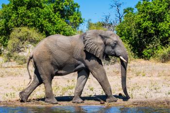  Botswana, Chobe National Park. The concept of exotic tourism. African elephant -  loner on a watering place in the Okavango Delta