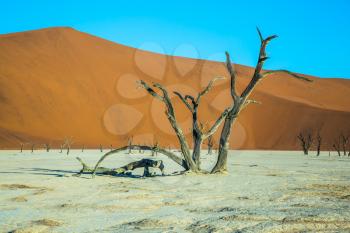 Ancient picturesque dried-up tree. The dried lake Deadvlei. Namibia, ecotourism in Namib-Naukluft National Park