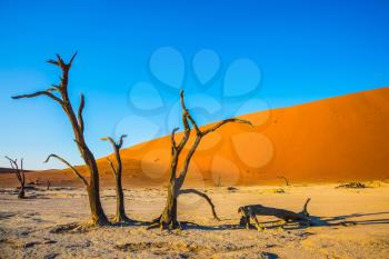 Exotic trip to Namibia. Orange dunes and dried trees. The bottom of dried lake Deadvlei.  Namib-Naukluft National Park