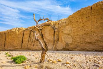 The stone desert in the neighborhood of the sea resort of Eilat. A walking route on a picturesque Black canyon. Fancifully curved dried tree
