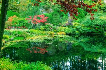 In small pond, overgrown with lilies, reflected trees and flowers. Delightful landscaped and floral park Butchart Gardens on Vancouver Island