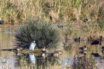 Dense thickets of grass. Hula Nature Reserve, Israel, December. Various types of water birds wintering at Lake Hula