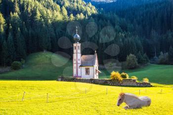  The famous church of Santa Magdalena in green Alpine meadows. On the valley resting horse in Dolomites. The concept of an active and eco-tourism